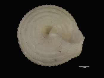 Media type: image; Malacology 7568